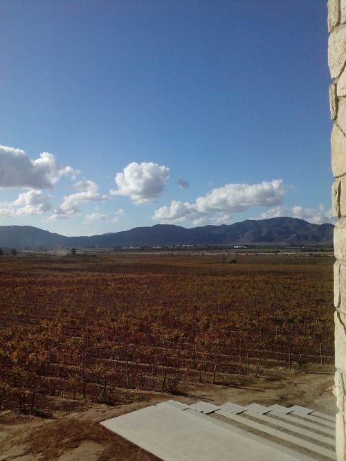 vineyard landscape autumn