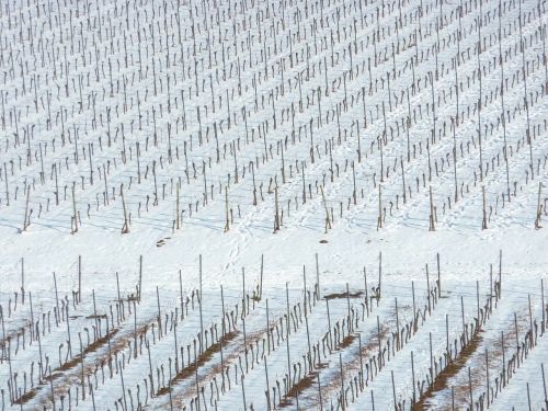 vineyard winter nierstein