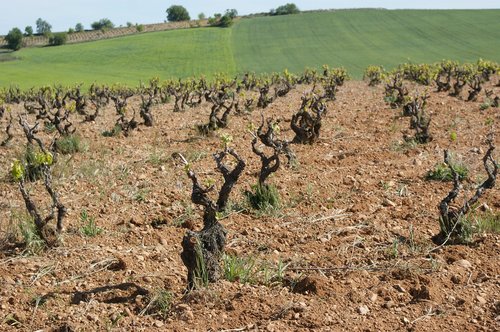 vineyard  strain  terroir