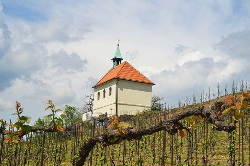 vineyard  prague  czechia