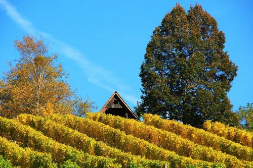 vineyard autumn wine