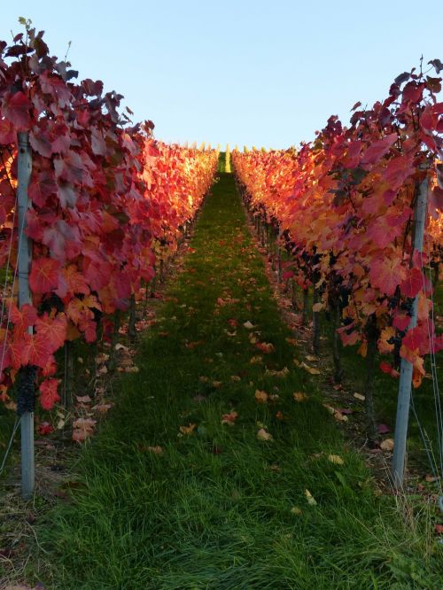 vineyard vines autumn