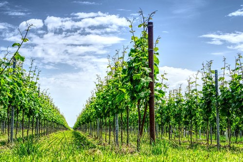 vineyard  grapevine  vine