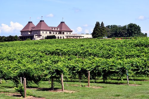 vineyard  winery  grapes