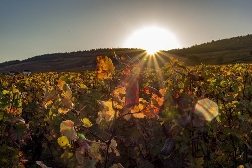 vineyard  burgundy  nature