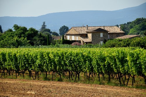 vineyard  grapes  winery