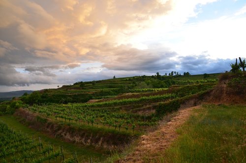 vineyard  abendstimmung  sunset