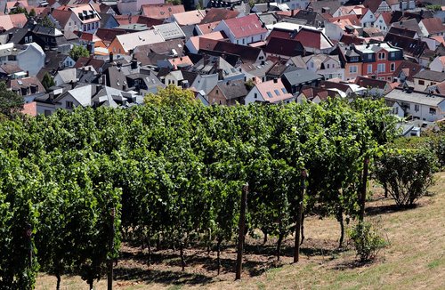 vineyard  city  germany
