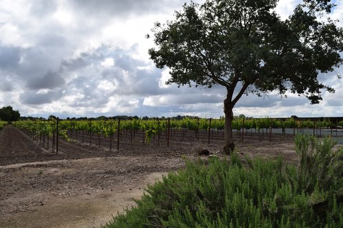 vineyard  grapevine  grape