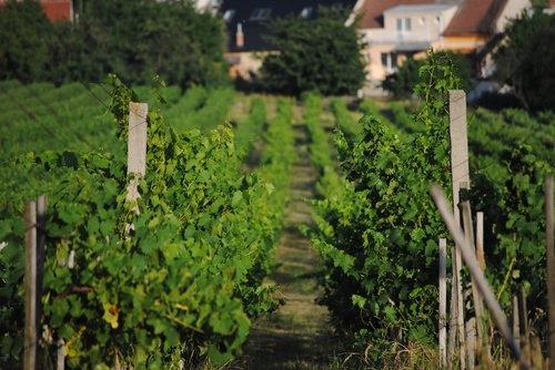 vineyard  summer  grapevine