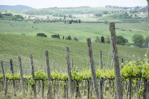 vineyard  wine  grapes