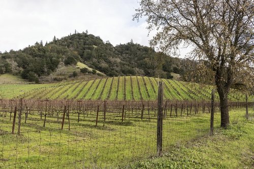 vineyard  california  agriculture