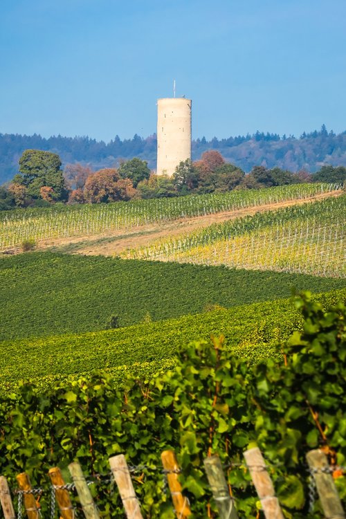 vineyard  burgruine  ruin