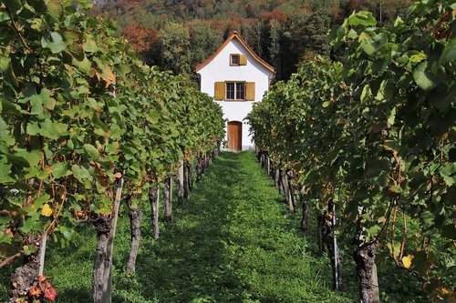vineyard  elevation  natural