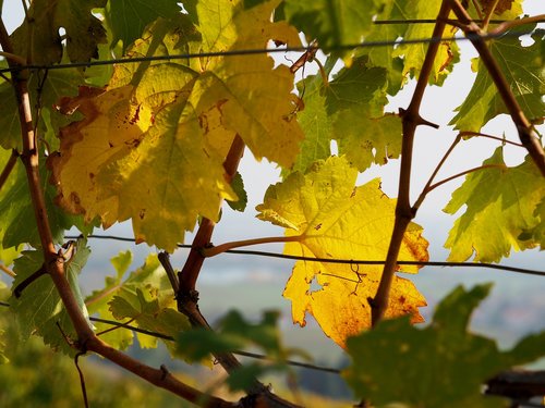 vineyard  grapes  vine leaves