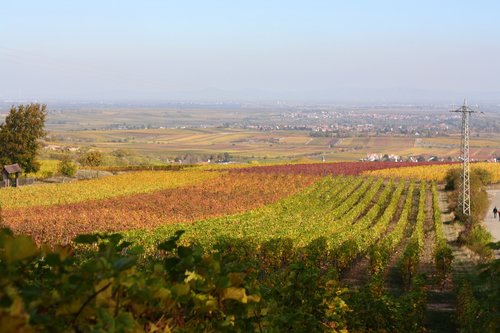 vineyard  autumn  rhine valley