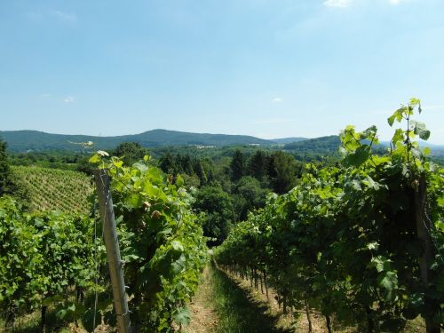 vineyard odenwald wine