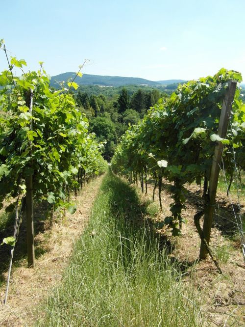 vineyard vines wine