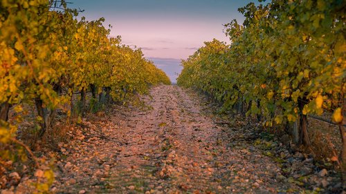 vineyard  agriculture  vine