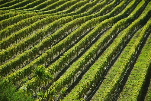 vineyard field landscapes