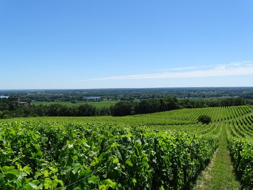 vineyard  grapes  wine