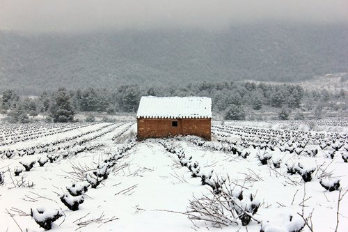 vineyard  bullas  snow