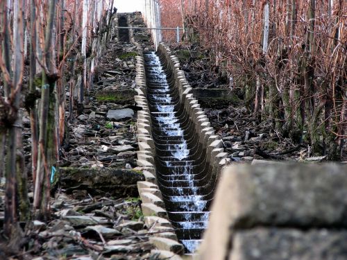 vineyard winter water