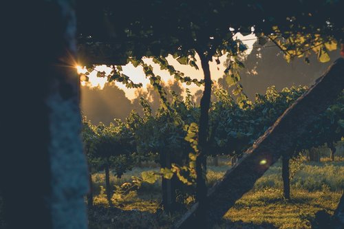 vineyard  vine  grape