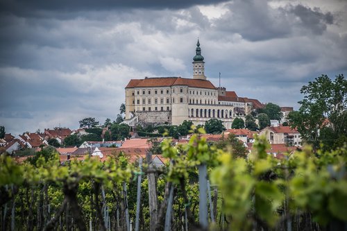 vineyard  castle  viticulture