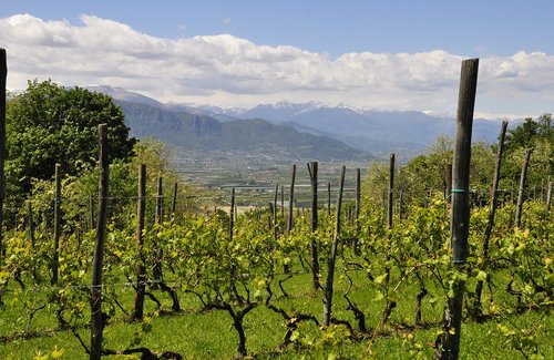 vineyard  hill  landscape