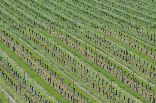 vineyard  vines  spring