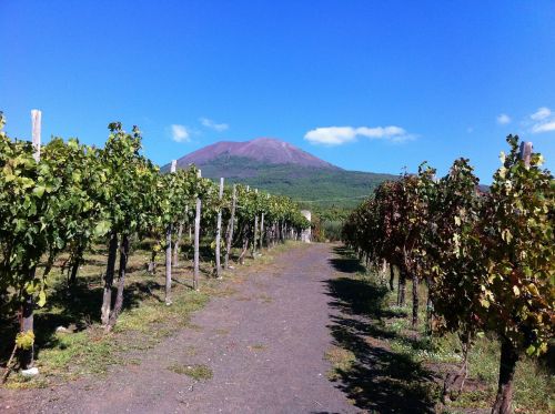 vineyard volcano vesuvius