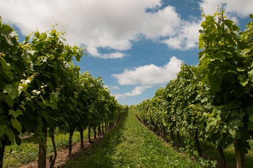 vineyard blue sky winery