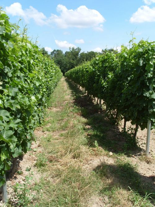 vineyard vines grapes