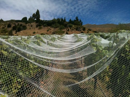 vineyard nets wine