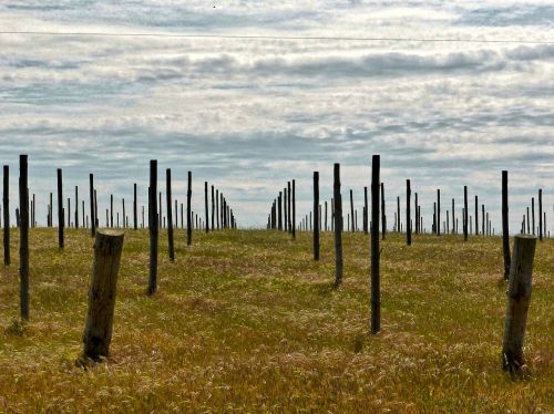 vineyard field sticks