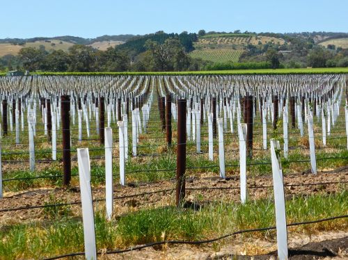 vineyard vines field
