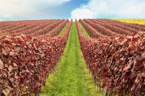 vineyard autumn autumn mood