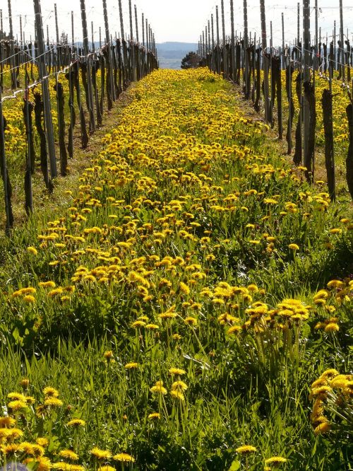 vineyard winegrowing vine