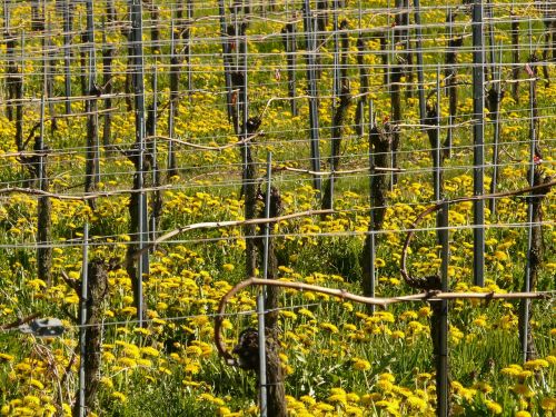 vineyard winegrowing vine