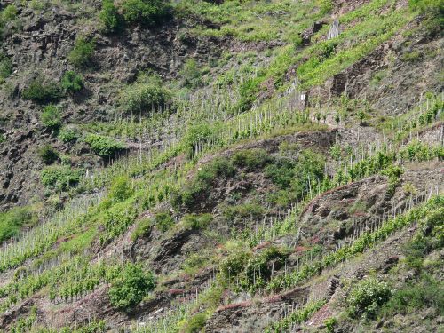 vineyard steep slope winegrowing