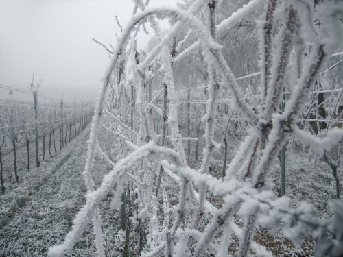 vineyard vines ice