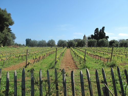 vineyard grapes grapevines