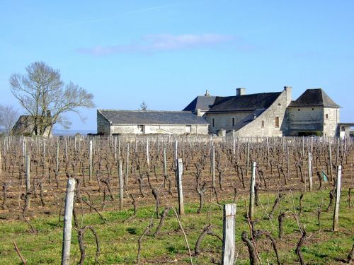 vineyard france agriculture