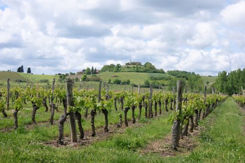 vineyard landscape france