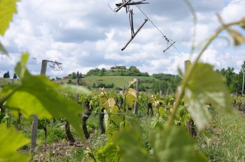 vineyard landscape france