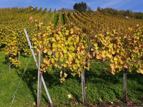 vineyard autumn vines