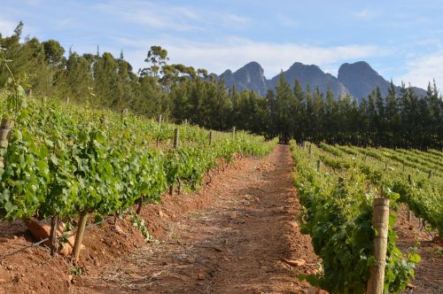 vineyard cape town south africa