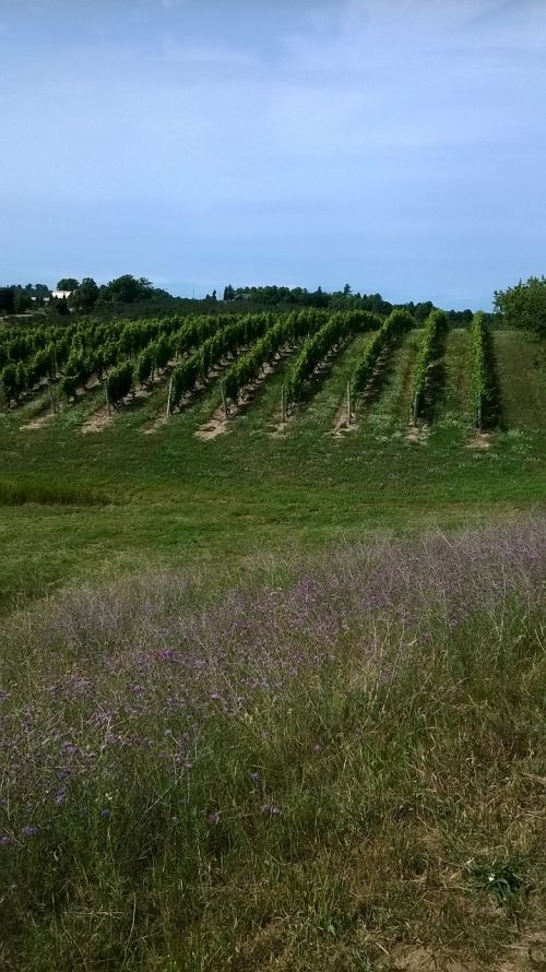 vineyard summer agriculture