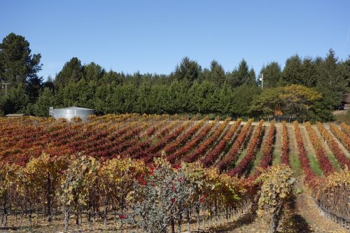 vineyard grapes winery